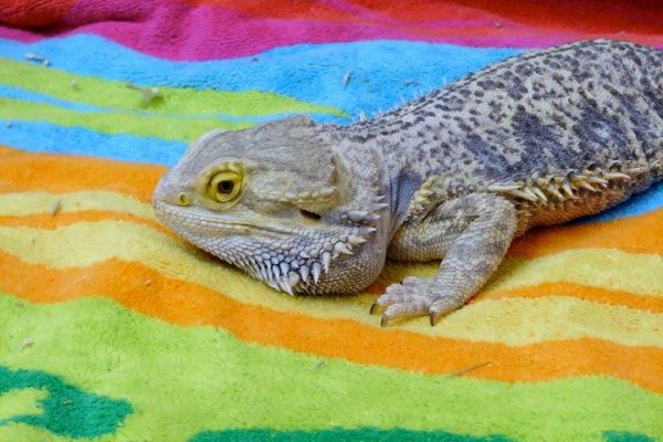 Bearded_Dragon_2[1]