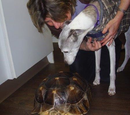 Devon_&_Tortise_2[1]