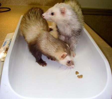 Ferrets_2[1]