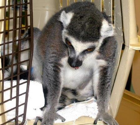 Lemur_2[1]