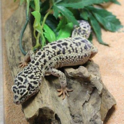 Leopard Gecko 2