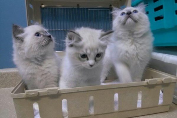 Ragdoll Kittens