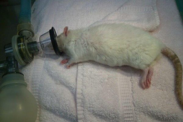 Rat Surgery