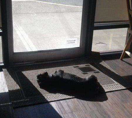 Sunbathing Toki