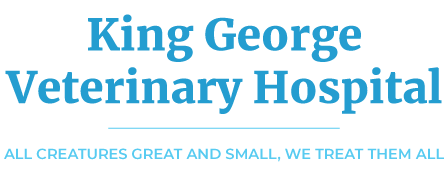 King George Veterinary Hospital in Surrey, BC